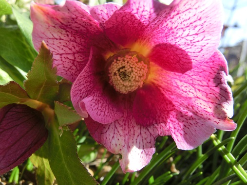 クリスマスローズ