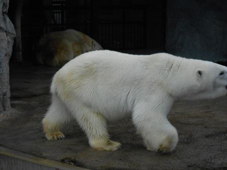 旭山動物園