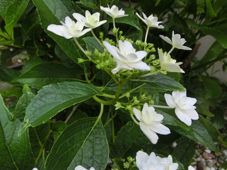 隅田の花火
