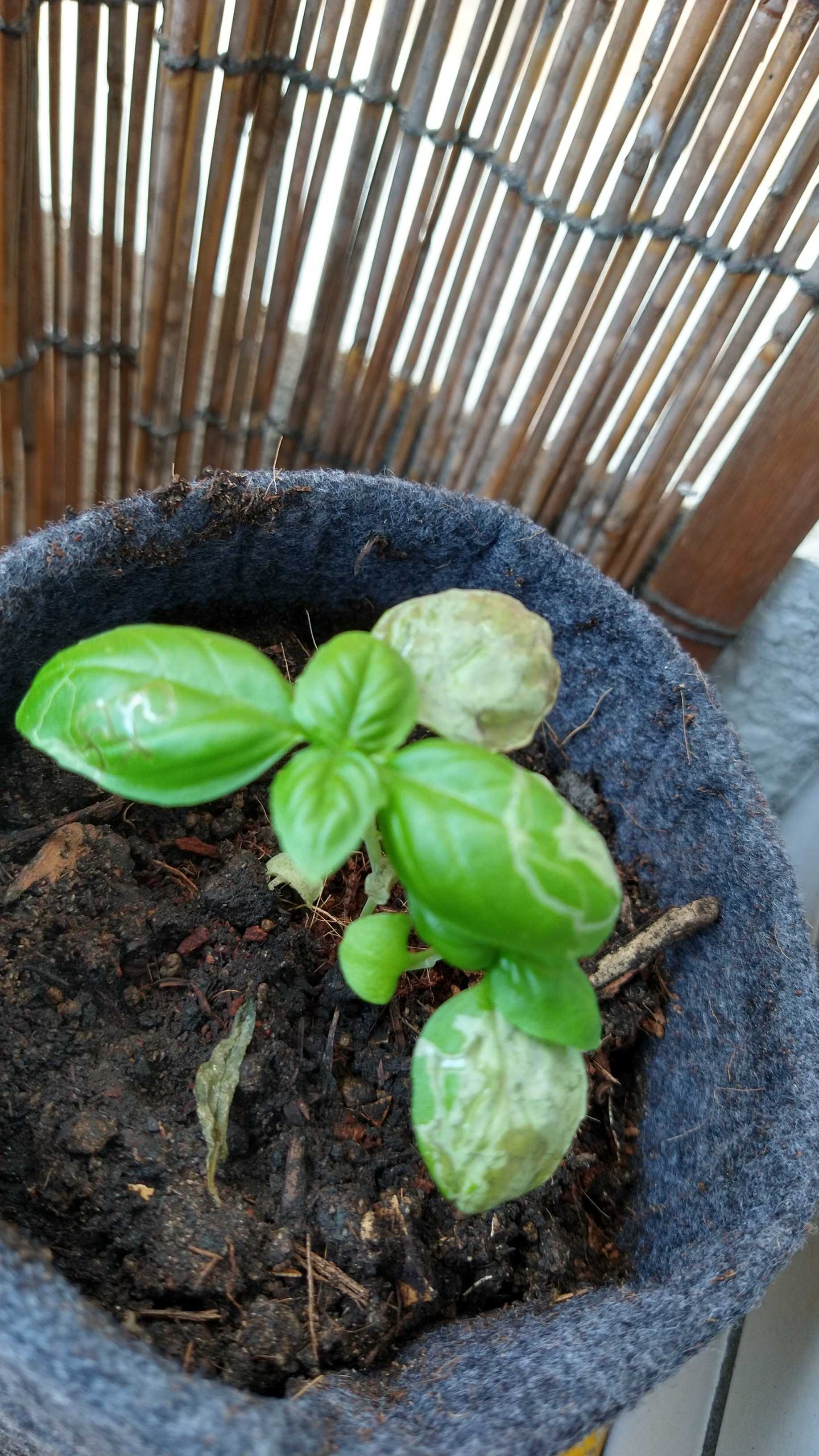 バジルは順調に育っているが 南の島でスローライフを 楽天ブログ
