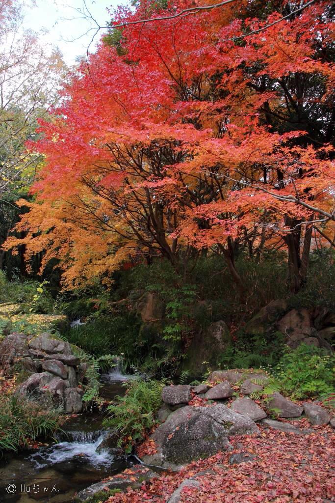 ３ ５７２ー万博記念公園の紅葉２０１９その４ Huちゃん 写真日記 楽天ブログ