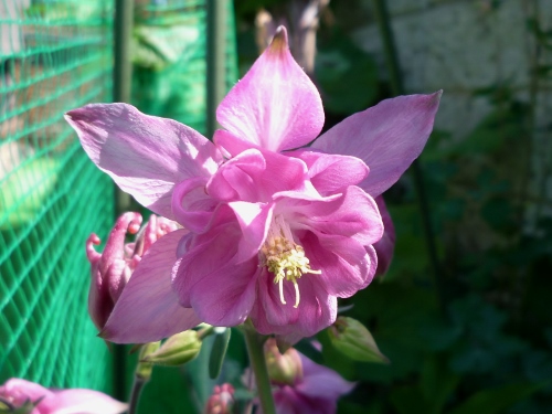 P1150079 (500x375).jpg