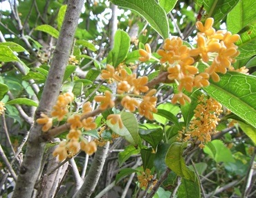花５キンモクセイ.jpg