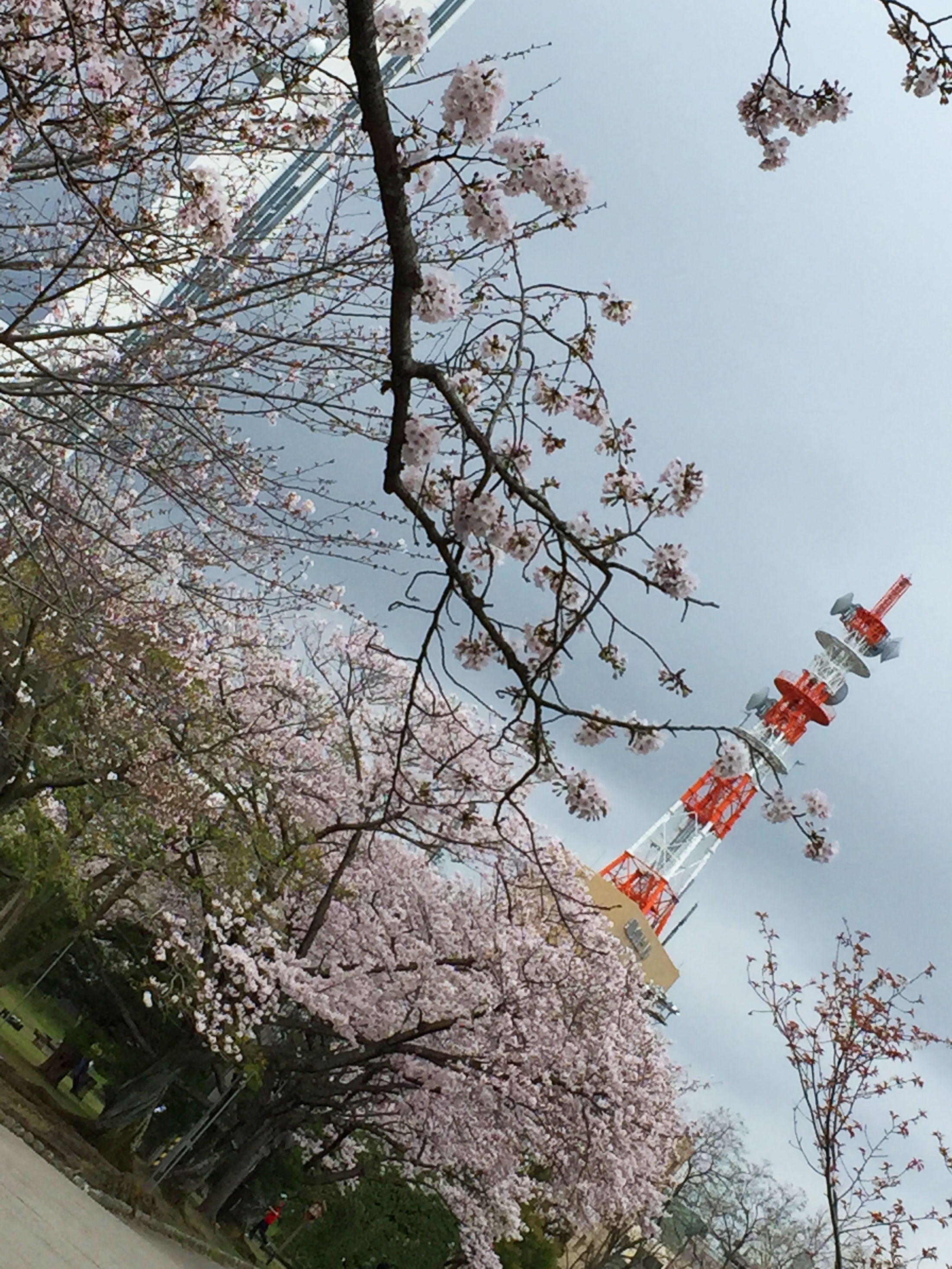 ４・０３　徳島中央公園4.jpg