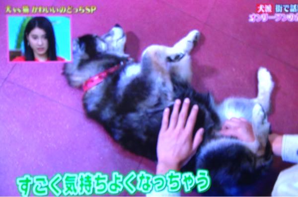 犬好きに悪い人はいない Ayuzon84のブログ 楽天ブログ