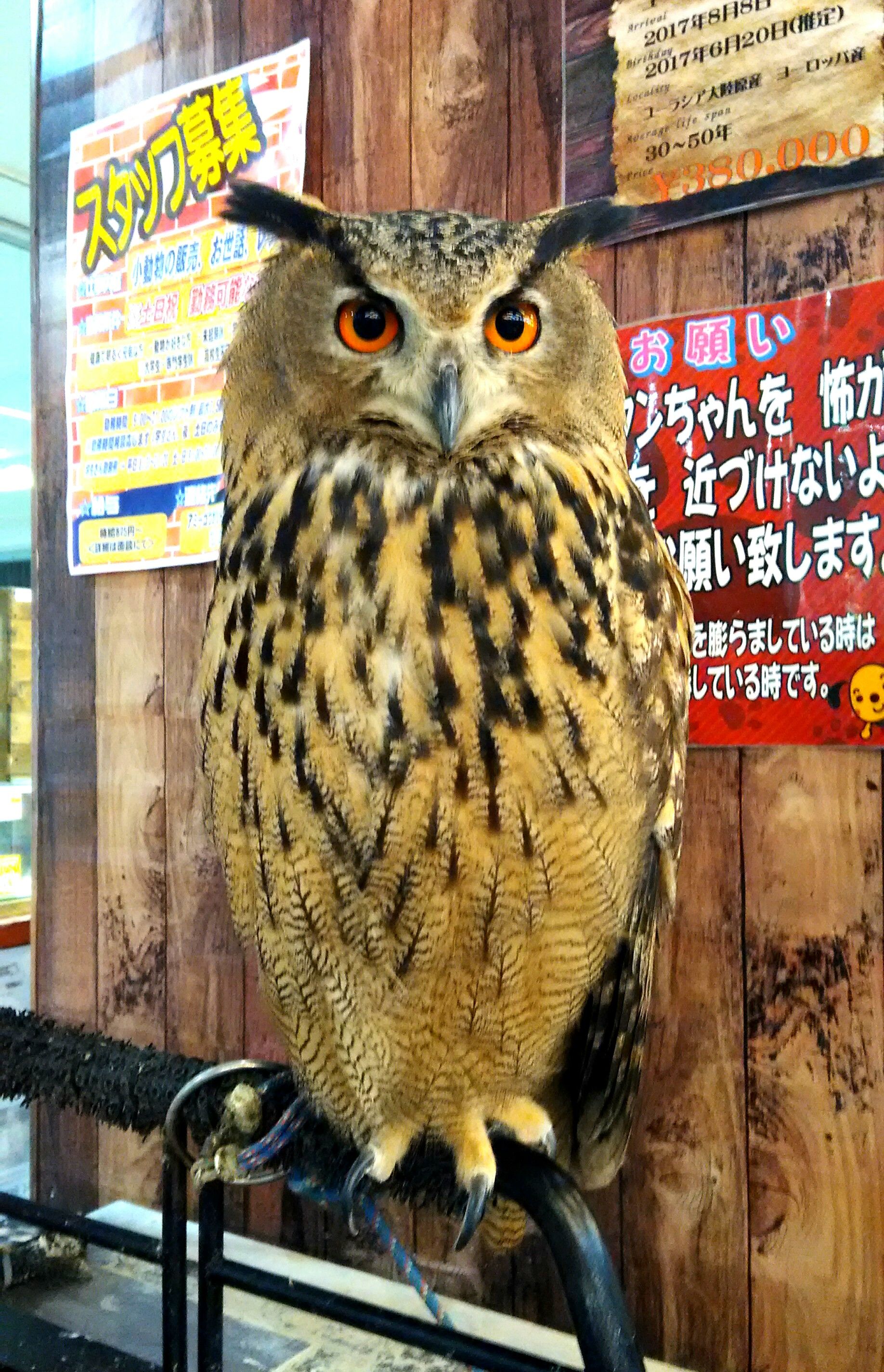 稚ウパ飼育 キョーリン冷凍イトメ 導入 ウーパールーパー サンショウウオ 時々 オニテナガエビ 楽天ブログ 稚ウパ飼育 キョーリン冷凍イトメ 導入 ウーパールーパー サンショウウオ 時々 オニテナガエビ 楽天ブログ