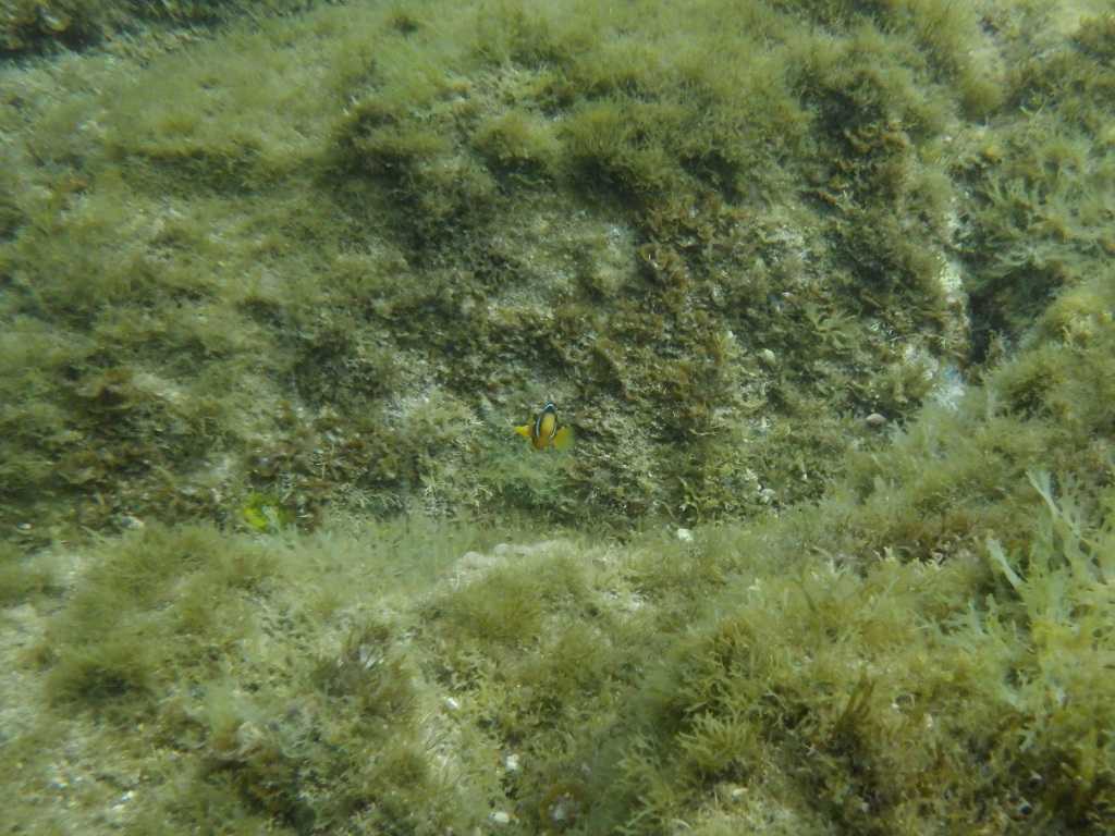 串本磯採集2023年7月下旬18　クマノミ（Amphiprion clarkii）