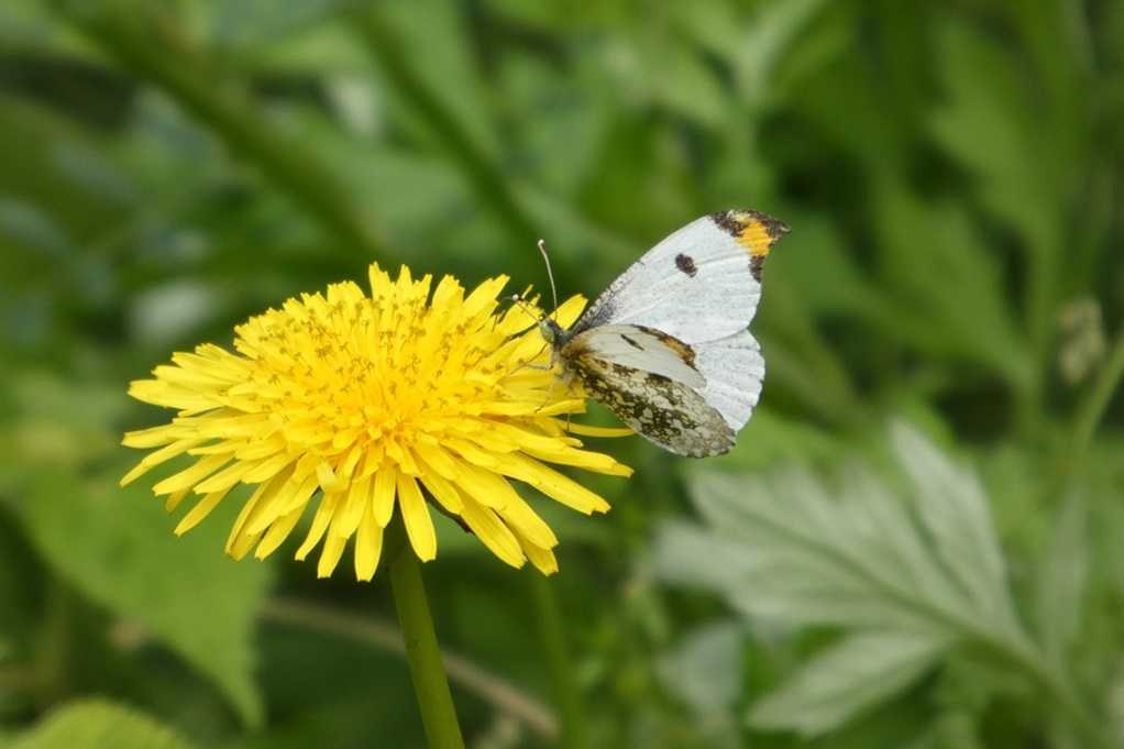 515