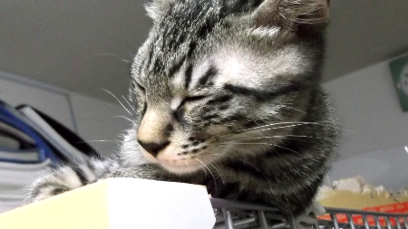 すずひめ　10月08日　ケージ　睡眠.jpg