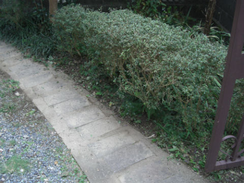 CIMG2484.jpg