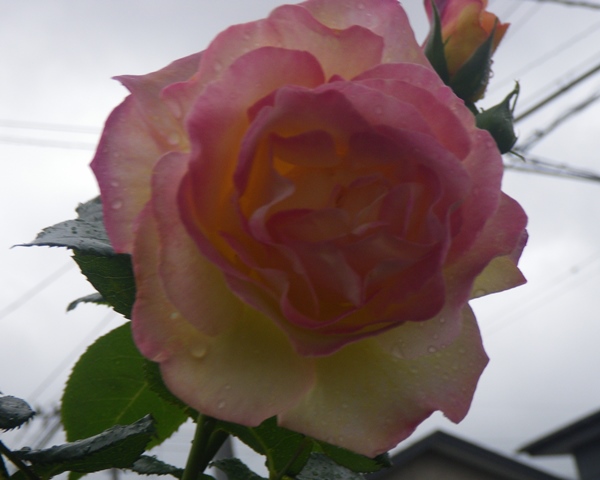 薔薇