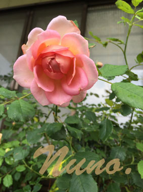 IMG_9803.jpg