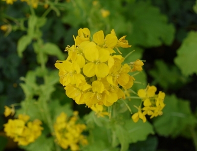 菜の花２