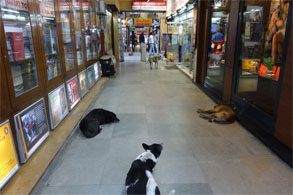 インド1076.jpg