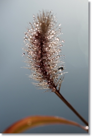 実家の庭で-13 ムラサキエノコログサ 13.11.8