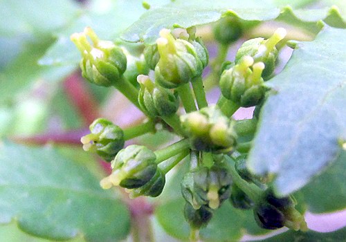 サンショウ（山椒）の雄花