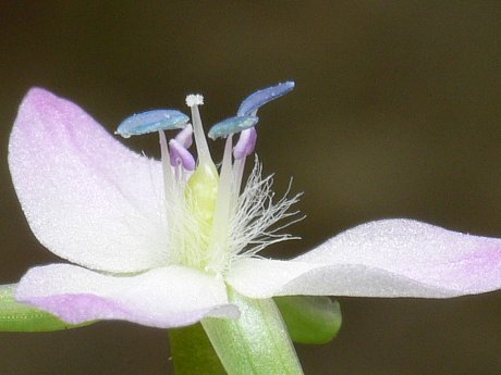 イボクサの花