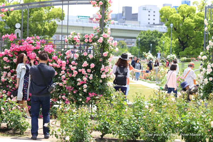 中之島バラ園は満開 ひとひらの風 楽天ブログ