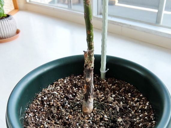 プルメリア ハワイ 苗 枝 ベランダ 育て方