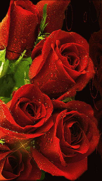 4a6b4a0943659a452a25d15dfd35d416.gif