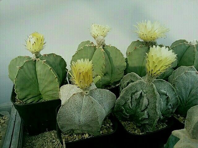 梅雨明け さぼてん花 植え替え さぼてん日和 楽天ブログ