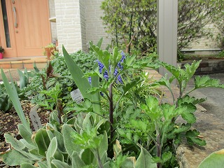 IMG_8680ss.jpg