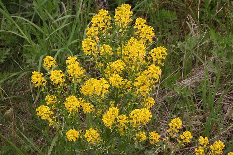 江合川の春の花々 片栗の花 楽天ブログ