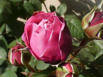 バラのつぼみ バラの美と香りを求めて 楽天ブログ