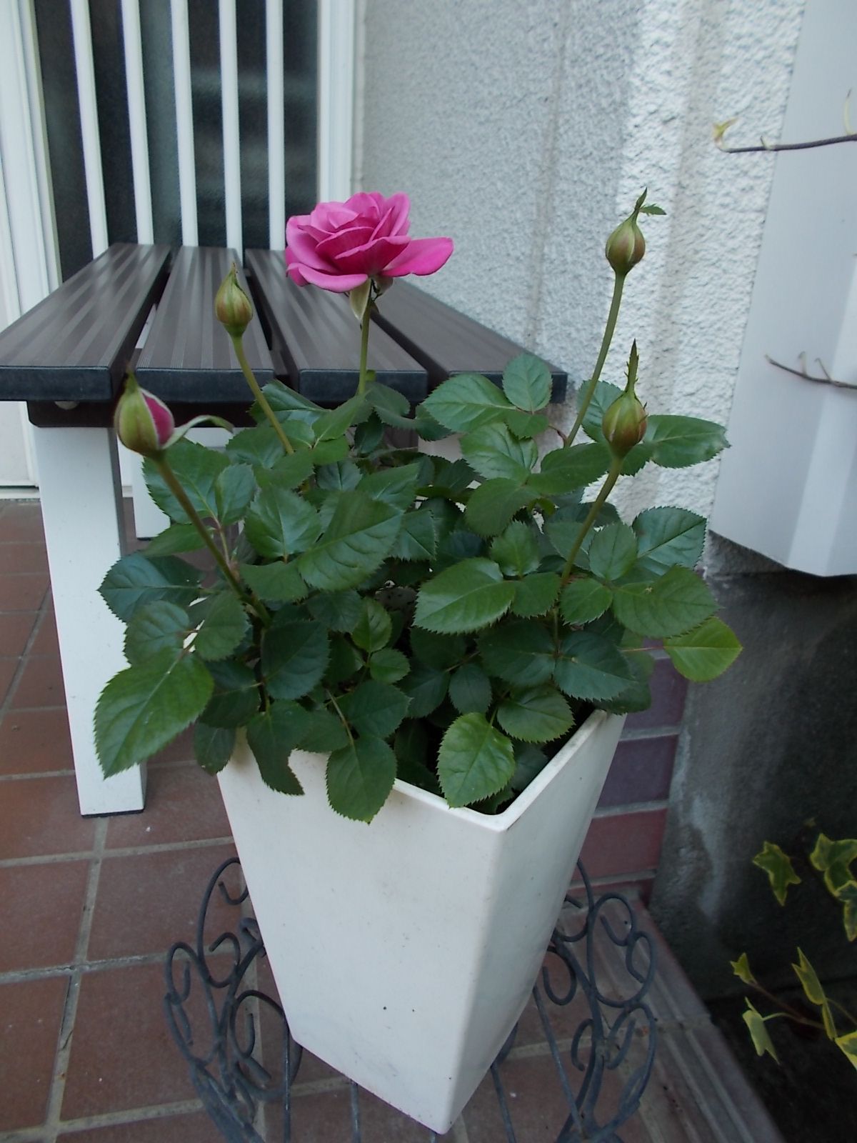 ミニバラ ポルトゥスカレ が開花しました バラを咲かせることが好き 楽天ブログ
