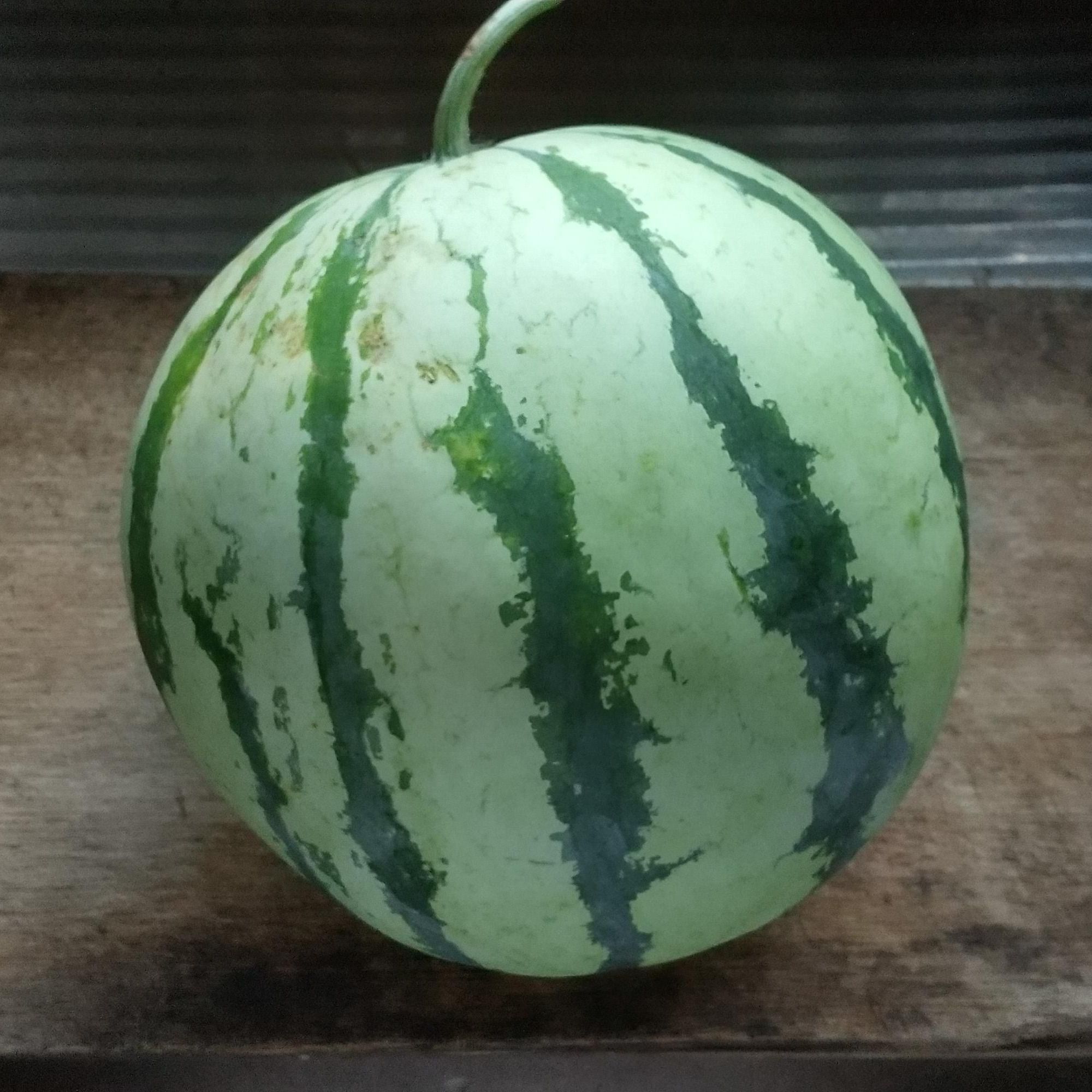 白い果肉のスイカ クールチャージ潤 アグレアリ 珍しい野菜の育成記録 楽天ブログ 白い果肉のスイカ クールチャージ潤 アグレアリ 珍しい野菜の育成記録 楽天ブログ