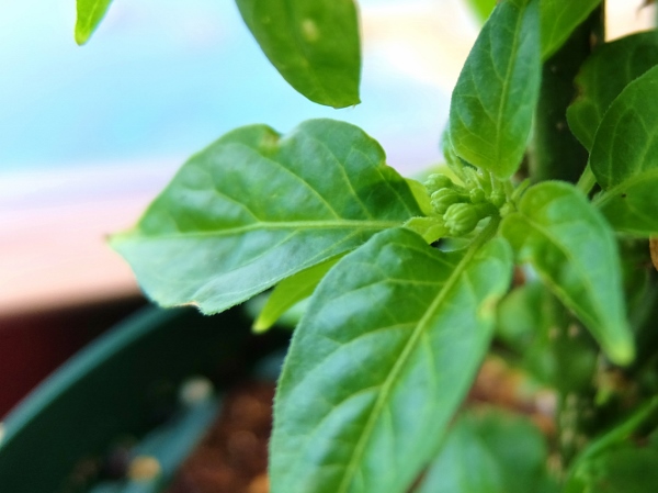 ハバネロ　プルメリア　育て方　剪定　ベランダ　鉢植え　花