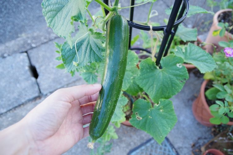 キュウリの初物を収穫しました ｄｅｒｉｃｉｏｕｓ 楽天ブログ