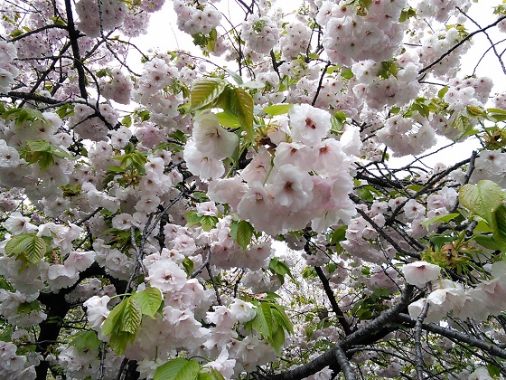 IMG_20150411_092120.jpg