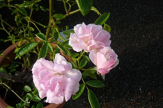 P1350005ss.jpg