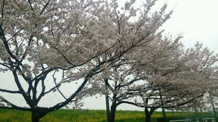 桜と菜の花.jpg