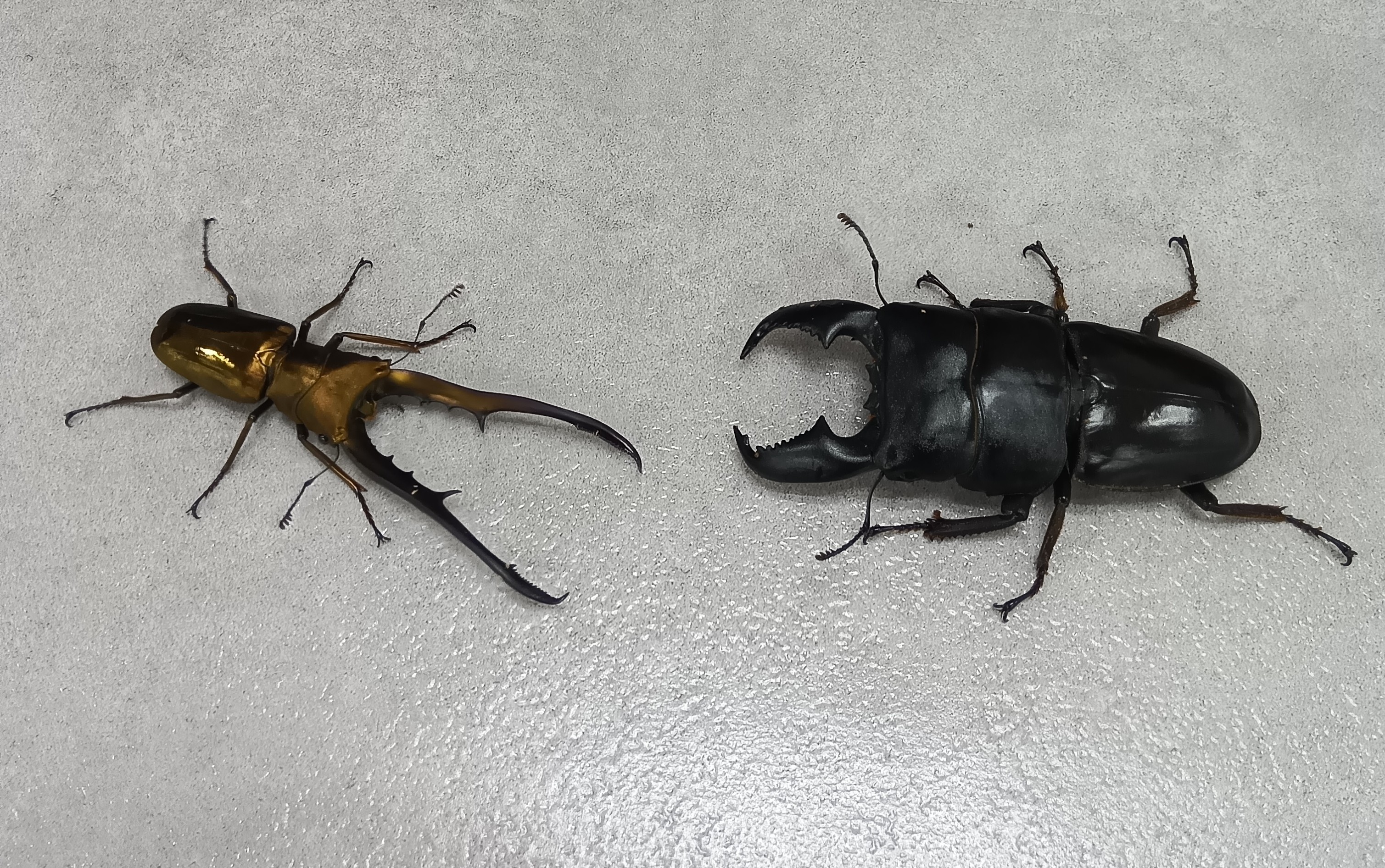 クワガタ 2025 KAWASAKI ZX 1002 L | JKBZXVL16SA017344