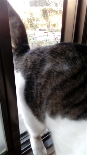 コニャ