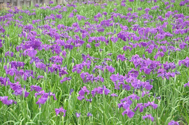 菖蒲城址、菖蒲園