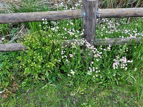 ヤカモチ的花散歩 だんだんと地味に 偐万葉田舎家持歌集 楽天ブログ