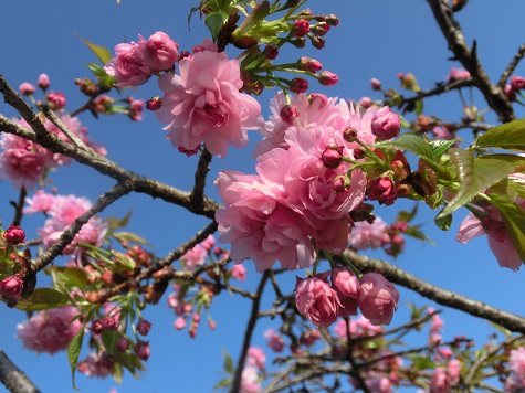 八重桜