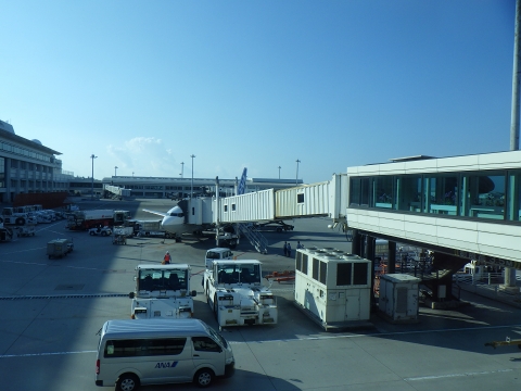 沖縄マングローブ採集2016年11月上旬12　那覇空港