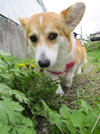 はな