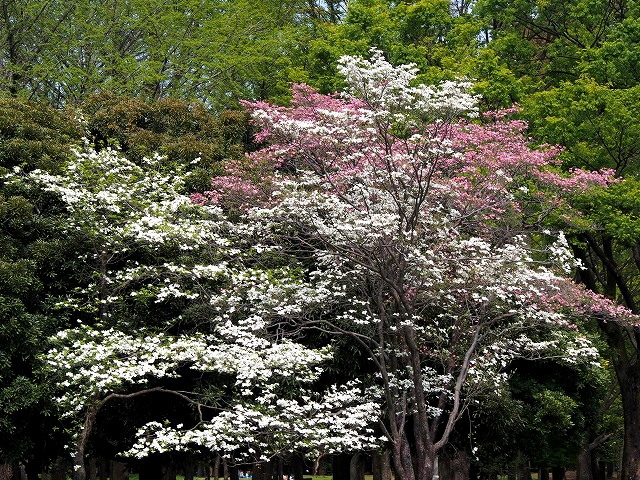 P4200178.jpg