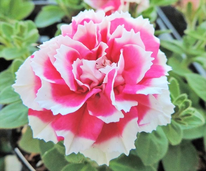 八重咲きペチュニア 花衣 紅水晶 田舎の花屋日記 楽天ブログ