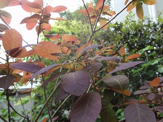 DSC04975.jpg
