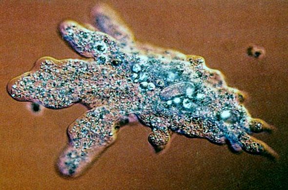 amoeba1