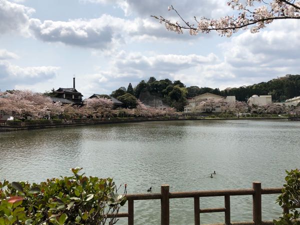 東金 八鶴湖の桜 いつかは の ンびり すごしたい 楽天ブログ