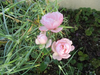 IMG_5843ss.jpg