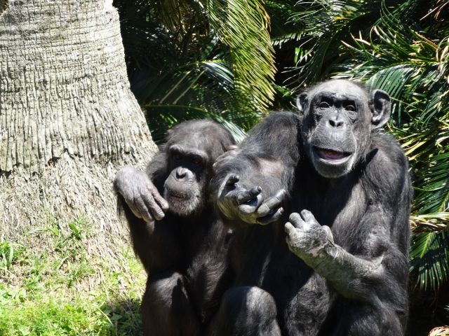 チンパンジーは 遺伝子的には９９ 人間だけど何かが足りない 私設見逃してもいい動物園 楽天ブログ