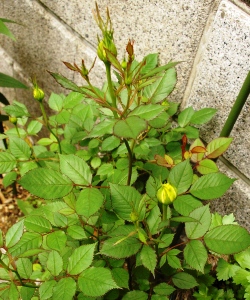 IMGP8092.JPG